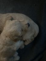 Cavapoo puppies