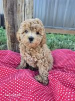 Cavapoo Puppies for sale in Alamosa, CO 81101, USA. price: NA