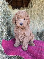 cavapoo pups