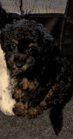 Cavapoo Puppies for sale in Hialeah, FL 33013, USA. price: $700
