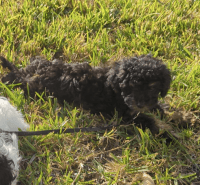 Female cavapoo puppy 5 months old fully house trained