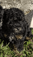 Female cavapoo puppy 5 months old fully house trained
