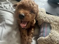 Cavapoo available 7/18