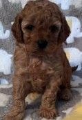Cavapoo Puppies for sale in Camira QLD 4300, Australia. price: $2,900