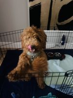 Golden Cavapoo 6 months old