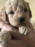 Cavapoo Puppies for sale in Upland, CA, USA. price: $1,000