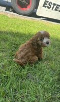 Cavapoo Small Make Available