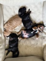 Adorable non shedding/non allergic small pups