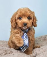 Cavapoo Puppies for sale in 85 W Englewood Ave, Englewood, NJ 07631, USA. price: NA