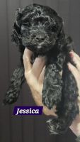 Cavoodle Puppies for adoption