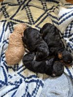 Adorable non shedding/non allergic small pups