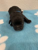 Cavapoo male will be vet checked shots