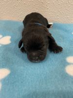 Cavapoo male will be vet checked shots