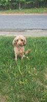 Cavapoo Puppies for sale in Cave Spring, VA 24018, USA. price: NA