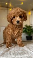 CAVAPOO puppy fully vaccinated!