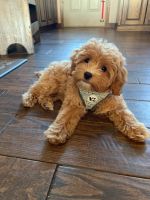 Cavapoo Puppies for sale in Las Vegas, NV, USA. price: $950