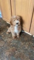 Apricot male cavapoo