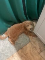 Apricot male cavapoo