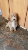 Cavapoo Puppies for sale in Albany, NY, USA. price: $1,000