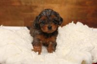 Female Cavapoo