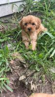 Cavapoo Puppies for sale in Berkley, MI 48072, USA. price: $1,500
