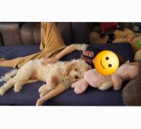 Not good with kids, great with adults!