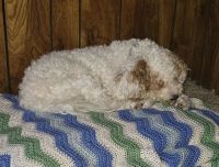 Not good with kids, great with adults!