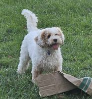 Cavapoo Puppies for sale in Gasport, NY 14067, USA. price: $500
