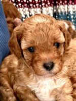 Cavoodle Pups for sale