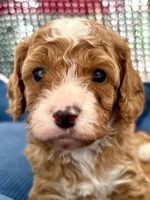 Cavapoo Puppies for sale in Slade Point QLD 4740, Australia. price: $2,000