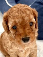 Cavoodle Pups for sale