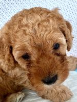 Cavoodle Pups for sale