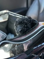 Cavapoo Puppies for sale in Jersey City, NJ, USA. price: $1,200