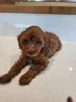 Cavapoo Puppies for sale in Frederick, MD, USA. price: $1,500