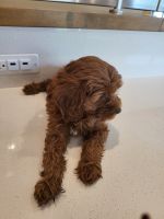 5 weeks old female Cavapoo for sale