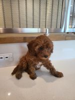 5 weeks old female Cavapoo for sale