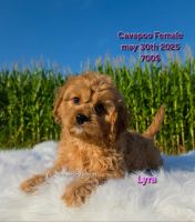 Cavapoo female puppies