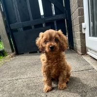 Absolutely Beautiful cavapoo pups.