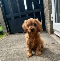 Absolutely Beautiful cavapoo pups.