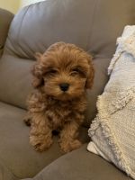 Cavapoo Puppies for sale in New York, NY, USA. price: $1,600