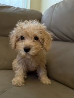 Cavapoo Puppy