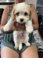 Cavapoo Puppies for sale in El Mirage, AZ, USA. price: $1,200