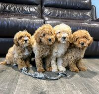 Adorable Cavapoos ready for their new families