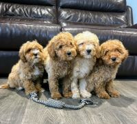Cavapoo Puppies for sale in 76 River St, Hoboken, NJ 07030, USA. price: $800