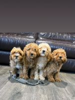 Adorable Cavapoos ready for their new families
