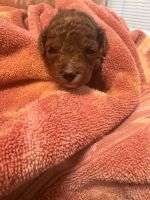 ???? Cavapoo Puppies — Now Taking Deposits! ????