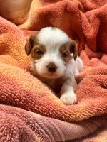 ???? Cavapoo Puppies — Now Taking Deposits! ????