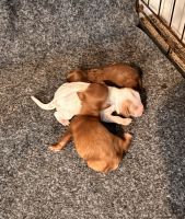 Cavapoo Puppies for sale in Laurel, MS, USA. price: $900