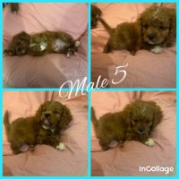 Beautiful Cavoodle puppies