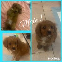 Beautiful Cavoodle puppies
